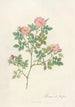 Rosa Dumetorum - Pierre Joseph Redouté — vista de la obra