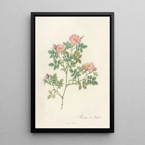 Rosa Dumetorum - Pierre Joseph Redouté — cuadro enmarcado en la pared