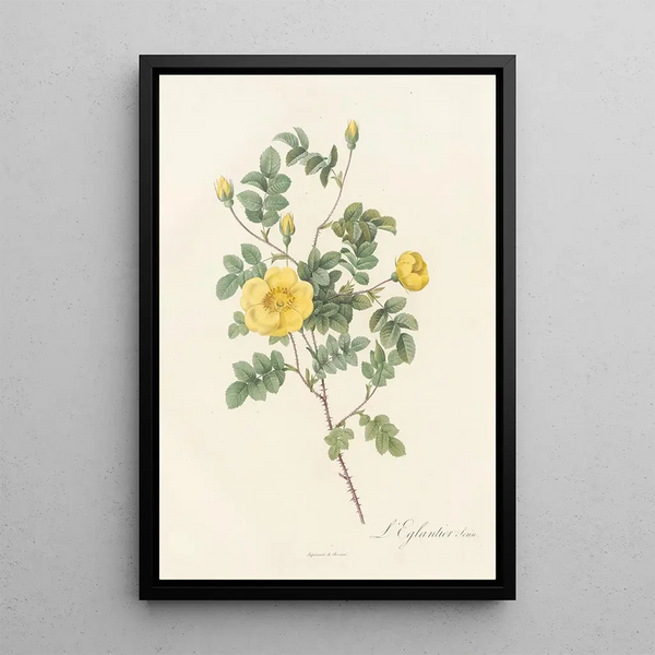 Rosa Eglantina Luteola - Pierre Joseph Redouté — cuadro enmarcado en la pared