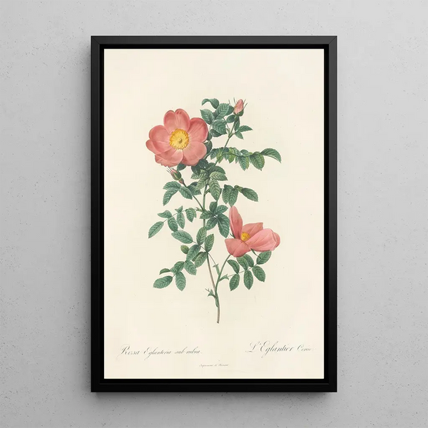 Rosa Eglanteria Sub Rubra - Pierre Joseph Redouté — cuadro enmarcado en la pared