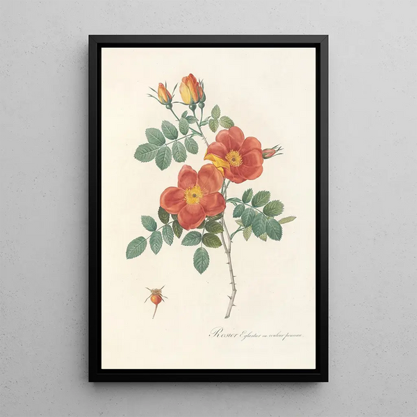 Rosa Eglanteria VarPunicea - Pierre Joseph Redouté — cuadro enmarcado en la pared