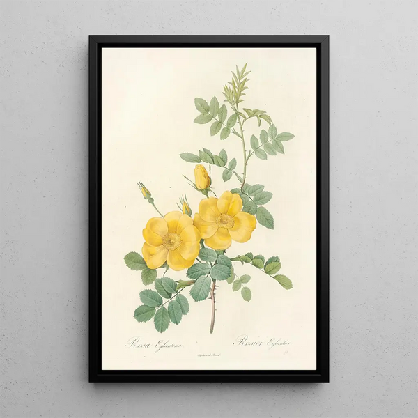 Rosa Eglantina - Pierre Joseph Redouté — cuadro enmarcado en la pared