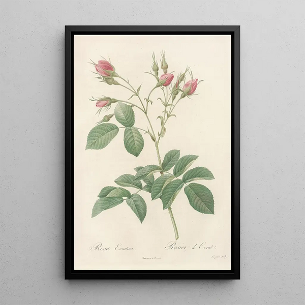 Rosa Evratina - Pierre Joseph Redouté — cuadro enmarcado en la pared