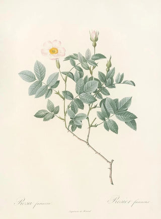 Pierre Joseph Redout - Rosa Farinosa.webp