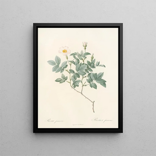 Pierre Joseph Redout - Rosa Farinosa.webp