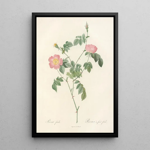 Rosa Foetida - Pierre Joseph Redouté — cuadro enmarcado en la pared