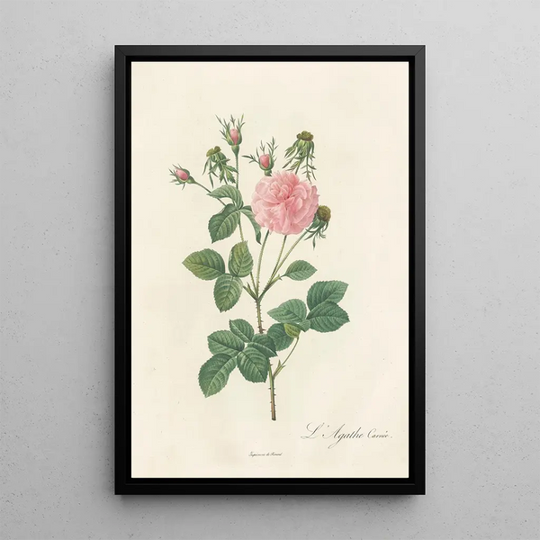 Rosa Gallica Agatha Incarnata - Pierre Joseph Redouté — cuadro enmarcado en la pared