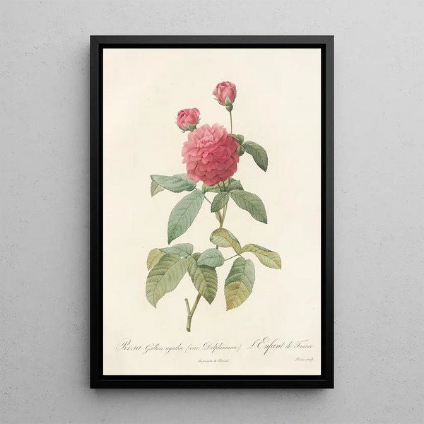 Rosa Gallica Agatha Var Delphiniana - Pierre Joseph Redouté — cuadro enmarcado en la pared