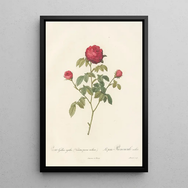 Rosa Gallica Agatha Var Parva Violacea - Pierre Joseph Redouté — cuadro enmarcado en la pared
