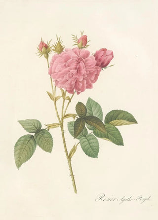 Pierre Joseph Redout - Rosa Gallica Agatha Var Regalis.webp