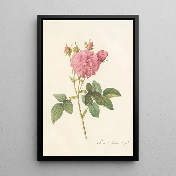 Rosa Gallica Agatha Var Regalis - Pierre Joseph Redouté — cuadro enmarcado en la pared