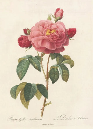 Pierre Joseph Redout - Rosa Gallica Aurelianensis.webp