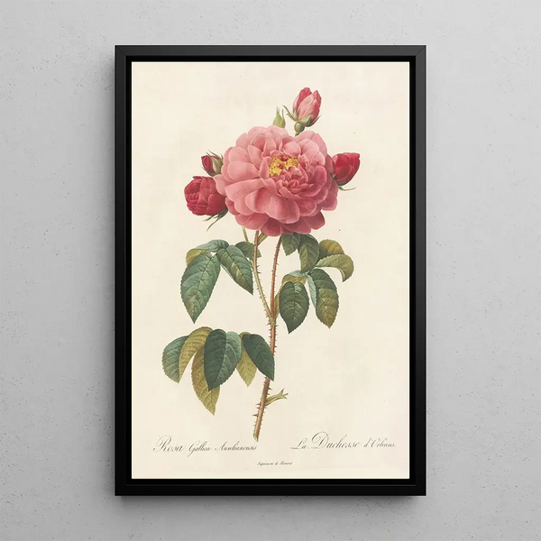 Rosa Gallica Aurelianensis - Pierre Joseph Redouté — cuadro enmarcado en la pared