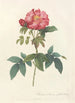 Rosa Gallica Caerulea - Pierre Joseph Redouté — artwork view
