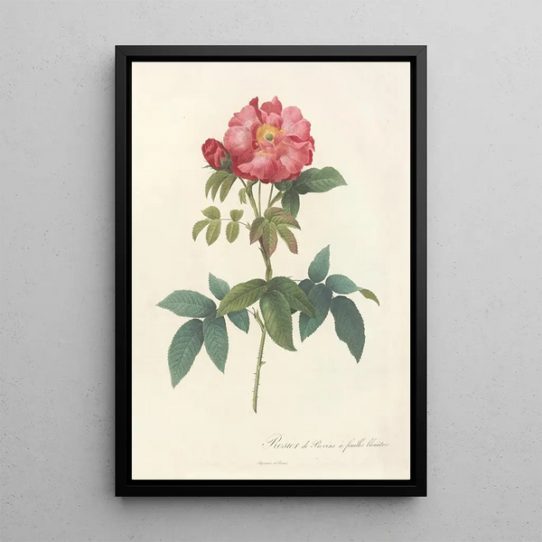 Rosa Gallica Caerulea - Pierre Joseph Redouté — cuadro enmarcado en la pared