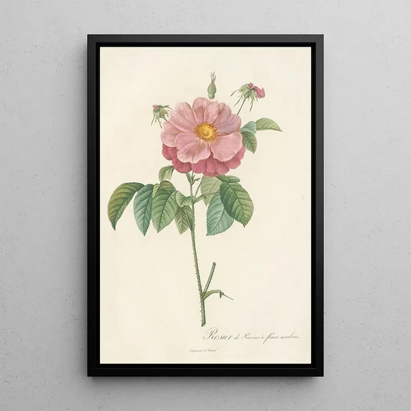 Rosa Gallica Flore Marmoreo - Pierre Joseph Redouté — cuadro enmarcado en la pared