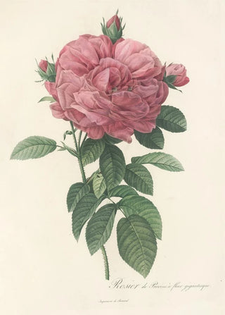 Pierre Joseph Redout - Rosa Gallica Flore giganteo.webp