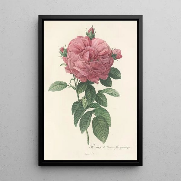Rosa Gallica Flore giganteo - Pierre Joseph Redouté — cuadro enmarcado en la pared