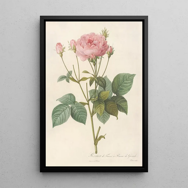 Rosa Gallica Granatus - Pierre Joseph Redouté — cuadro enmarcado en la pared