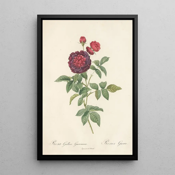 Rosa Gallica Gueriniana - Pierre Joseph Redouté — cuadro enmarcado en la pared