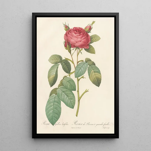 Rosa Gallica Latifolia - Pierre Joseph Redouté — cuadro enmarcado en la pared
