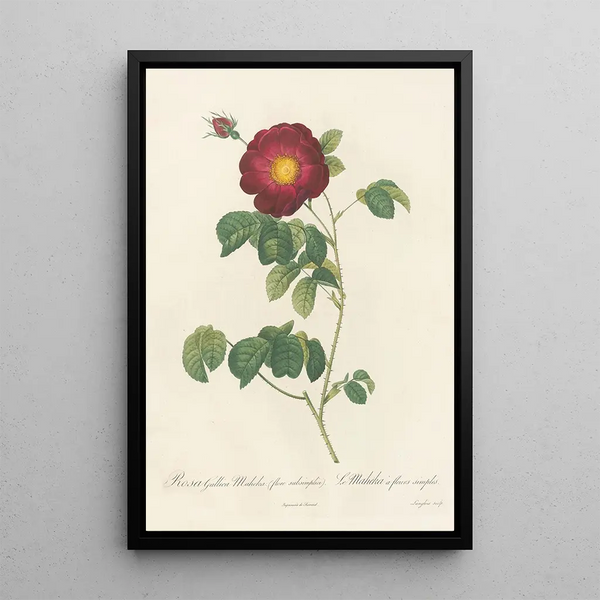 Rosa Gallica Maheka Flore Subsimplici - Pierre Joseph Redouté — cuadro enmarcado en la pared