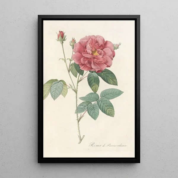 Rosa Gallica Officinalis - Pierre Joseph Redouté — cuadro enmarcado en la pared