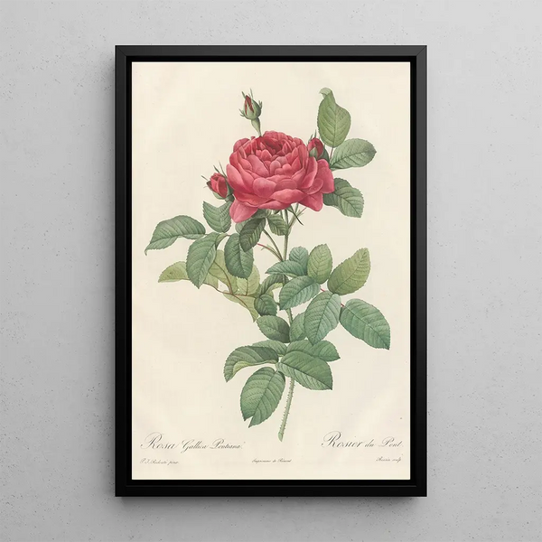 Rosa Gallica Pontiana - Pierre Joseph Redouté — cuadro enmarcado en la pared