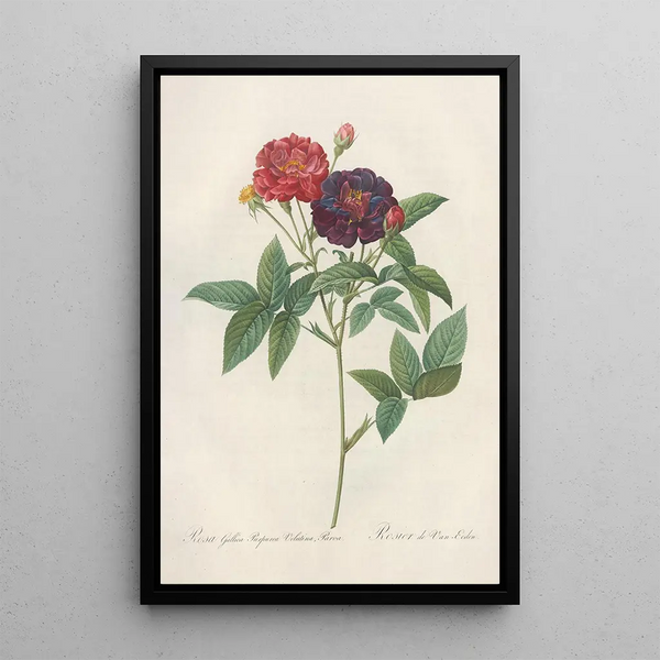 Rosa Gallica Purpurea Velutina - Pierre Joseph Redouté — cuadro enmarcado en la pared
