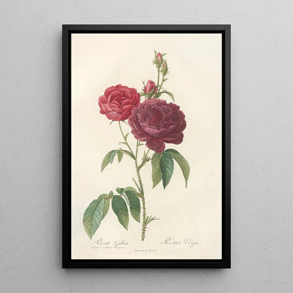 Rosa Gallica Purpuroviolacea Magna - Pierre Joseph Redouté — cuadro enmarcado en la pared
