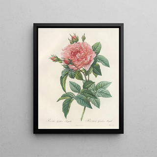 Pierre Joseph Redout - Rosa Gallica Regalis.webp