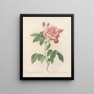 Pierre Joseph Redout - Rosa Gallica Versicolor.webp