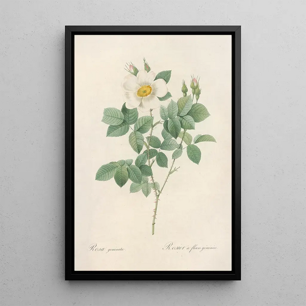 Rosa Geminata - Pierre Joseph Redouté — cuadro enmarcado en la pared