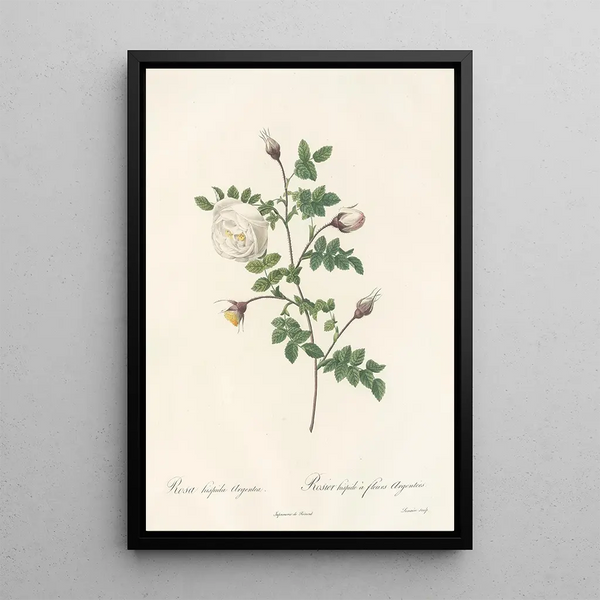 Rosa Hispida Argentea - Pierre Joseph Redouté — cuadro enmarcado en la pared