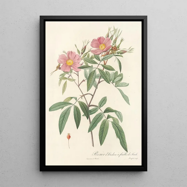 Rosa Hudsoniana Salicifolia - Pierre Joseph Redouté — cuadro enmarcado en la pared