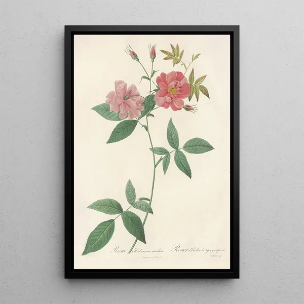 Rosa Hudsoniana Scandens - Pierre Joseph Redouté — cuadro enmarcado en la pared