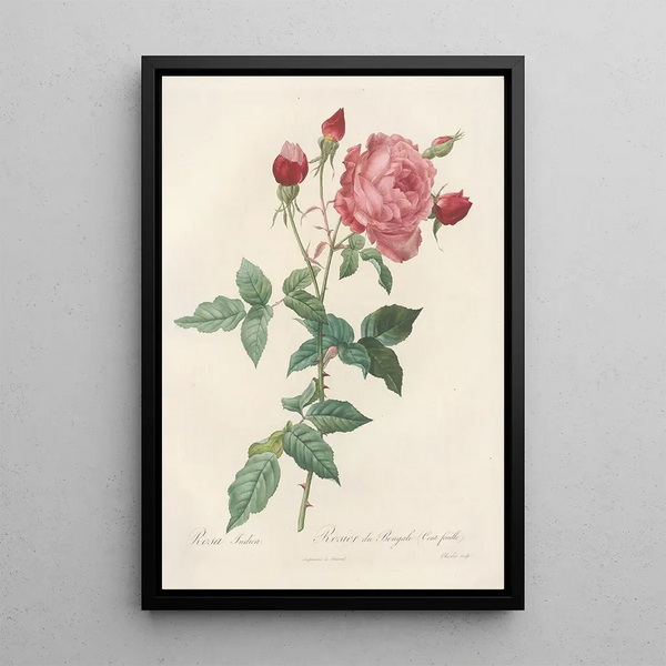 Rosa Indica - Pierre Joseph Redouté — cuadro enmarcado en la pared
