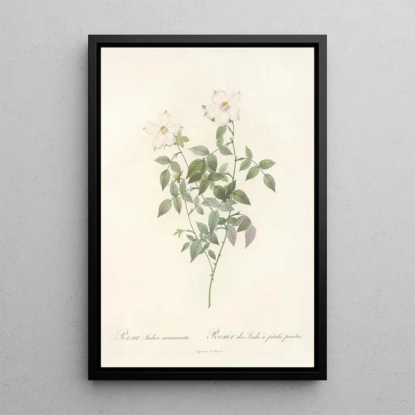 Rosa Indica Acuminata - Pierre Joseph Redouté — cuadro enmarcado en la pared