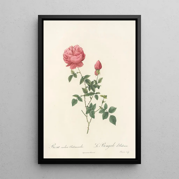 Rosa Indica Automnalis - Pierre Joseph Redouté — cuadro enmarcado en la pared