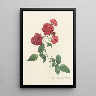 Pierre Joseph Redout - Rosa Indica Caryophyllea.webp