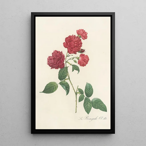 Rosa Indica Caryophyllea - Pierre Joseph Redouté — cuadro enmarcado en la pared