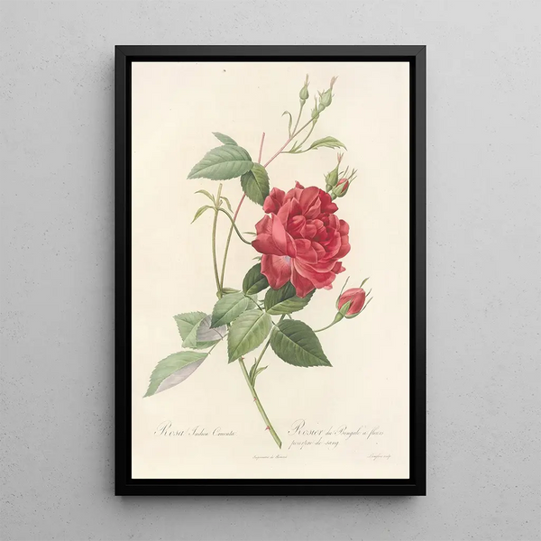 Rosa Indica Cruenta - Pierre Joseph Redouté — cuadro enmarcado en la pared