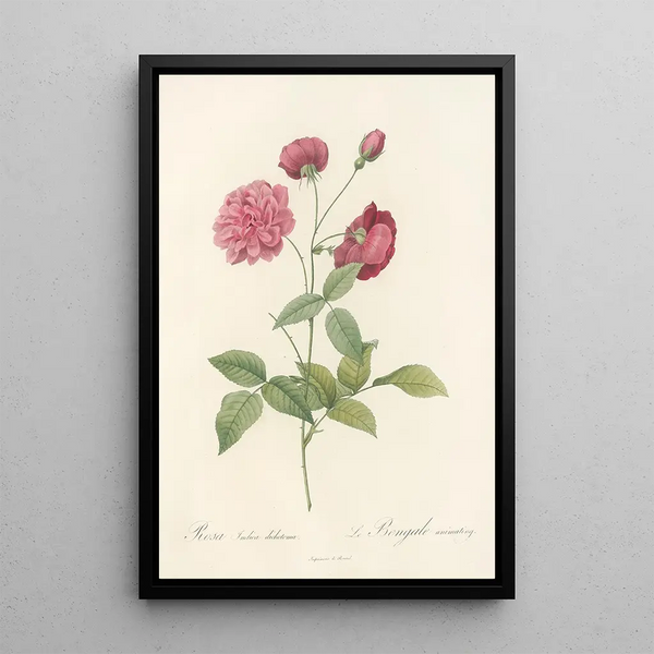 Rosa Indica Dichotoma - Pierre Joseph Redouté — cuadro enmarcado en la pared