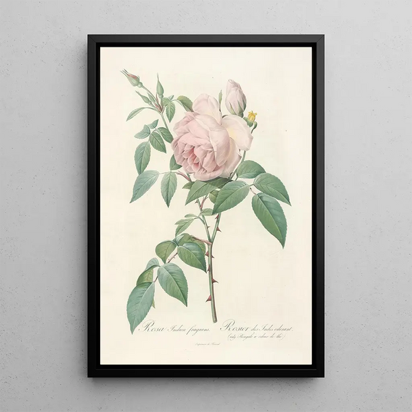 Rosa Indica Fragrans - Pierre Joseph Redouté — cuadro enmarcado en la pared