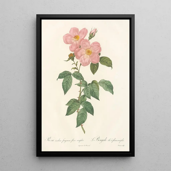 Rosa Indica Fragrans Flore Simplici - Pierre Joseph Redouté — cuadro enmarcado en la pared