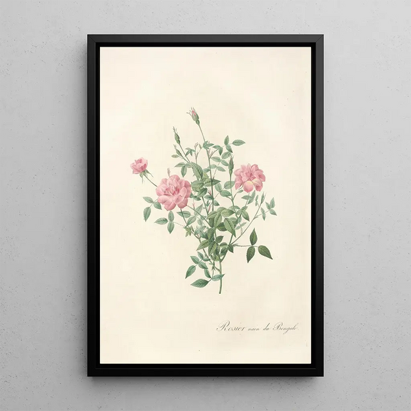 Rosa Indica Pumila - Pierre Joseph Redouté — cuadro enmarcado en la pared
