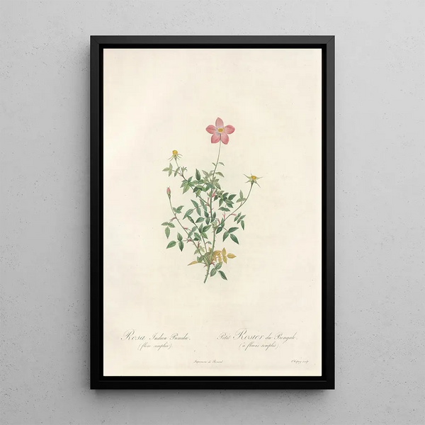 Rosa Indica Pumila Flore Simplici - Pierre Joseph Redouté — cuadro enmarcado en la pared