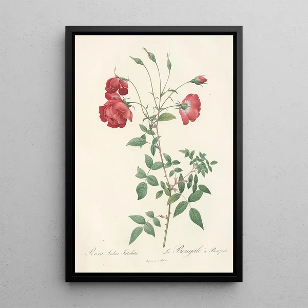 Rosa Indica Sertulata - Pierre Joseph Redouté — cuadro enmarcado en la pared