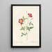 Rosa Indica Stelligera - Pierre Joseph Redouté — framed artwork on a wall