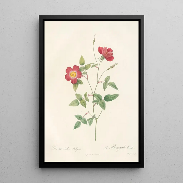 Rosa Indica Stelligera - Pierre Joseph Redouté — cuadro enmarcado en la pared